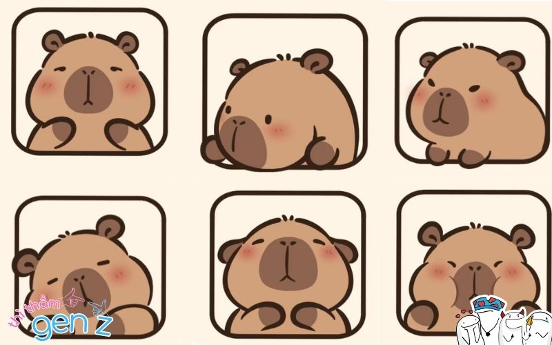 Loạt biểu cảm avatar chú capybara siêu cute