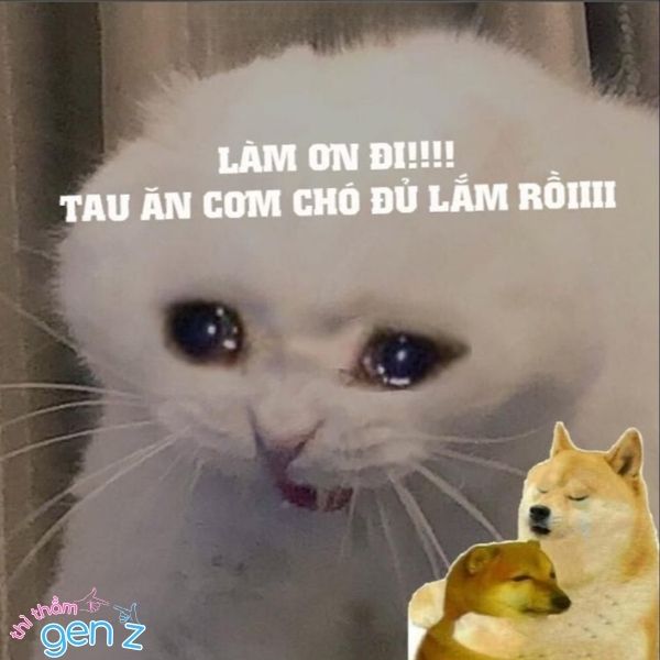 Meme ấm ức vì bị cho ăn cơm chó quá nhiều
